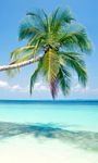 pic for Blue Shore And Palm Tree 768x1280